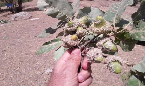 سوودە سەرسوڕهێنەرەکانی شۆکە