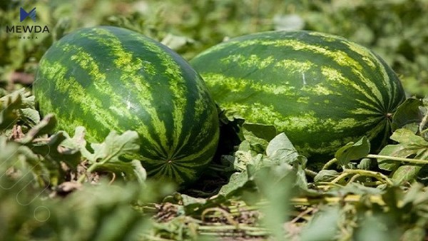 بڕیارێکی نوێ سەبارەت بە هاوردەکردنی شووتی درا