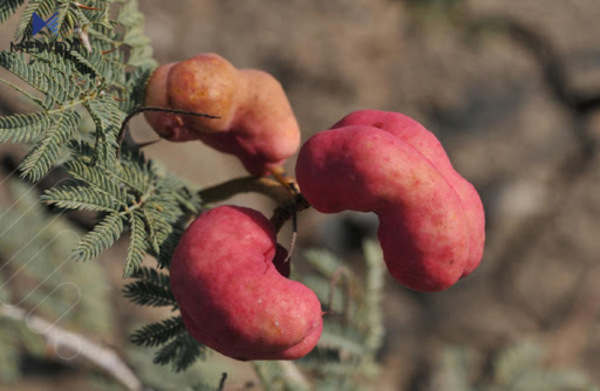 سوودەکانی خڕنووک بۆ جەستەی مرۆڤ
