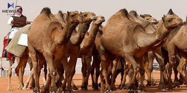 سعودیە یەکێتییەکی جیھانی بۆ حوشترەوانی دادەمەزرێنێت