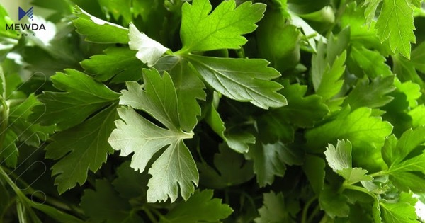 سوودەکانی کەرەوز بۆ جەستەی مرۆڤ