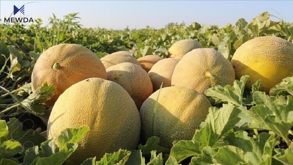 خواردنی کاڵەك لەم نەخۆشییانە دەمانپارێزێت