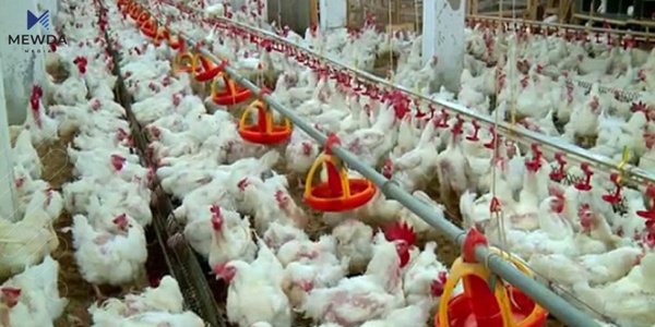 لهبارهی گرانبوونی نرخی مریشكی زیندوو روونكردنهوه دهدرێت