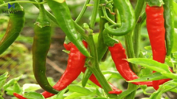سوودەکانی بیبەری توون بۆ تەندروستی
