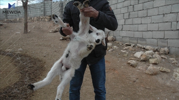 بووەتە جێگەی سەرسوڕمان؛ بەرخێك لەدایكبوو و شەش قاچی هەیە