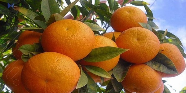 بە خواردنی نارنج ببە خاوەن تەندروستییەکی باش