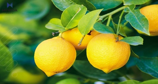 چەند سوودێکی گرنگی لیمۆ بۆ تەندروستی