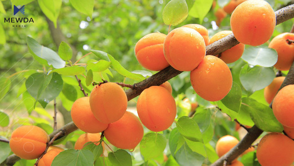 سوودە تەندروستییەکانی قەیسی