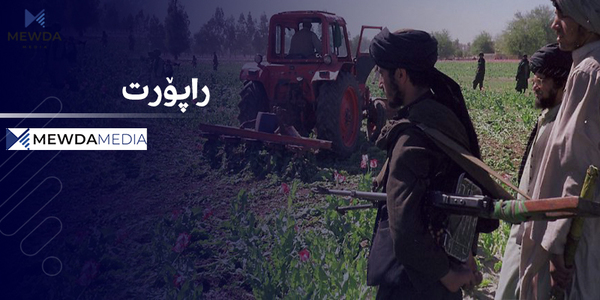 تریاک؛ دۆستە راستەقینەکەی تاڵیبان