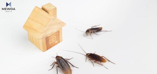 هۆکاری هەبوونی سیسرک لە ماڵدا