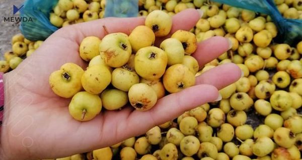 سوودە سەرسوڕهێنەرەکانی گۆیژ