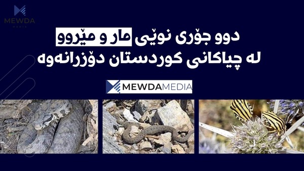دوو جۆری نوێی مار و مێروو لە چیاکانی کوردستان دۆزرانەوە