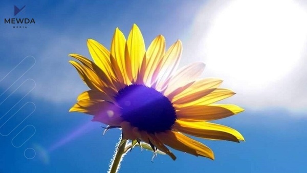 تائێستا زانيوته بۆچی گوڵەبەڕۆژە رووی لە خۆرە
