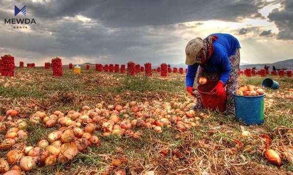 هەواڵێكی سەیر.. شەڕی ئۆكرانیا نرخی پیاز لە توركیا زۆر بەرزدەكاتەوە