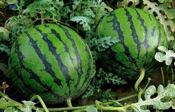 بە وێنە؛ بەرهەمی شووتی  ئەمساڵ