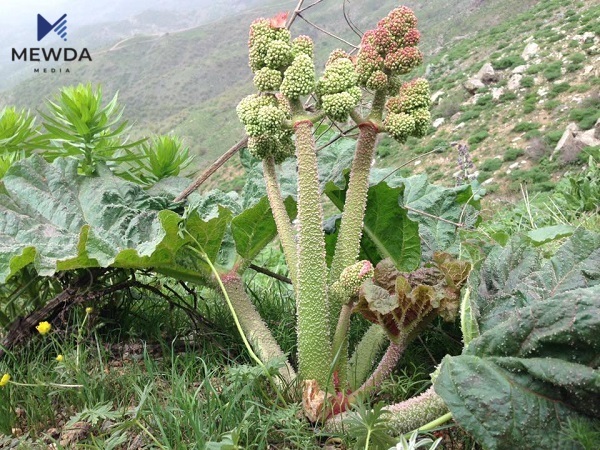 بە وێنە، رێواسی چیاکانی کوردستان