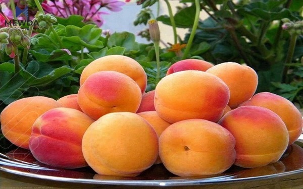 قەیسی و سوودە تەندروستییەکانی