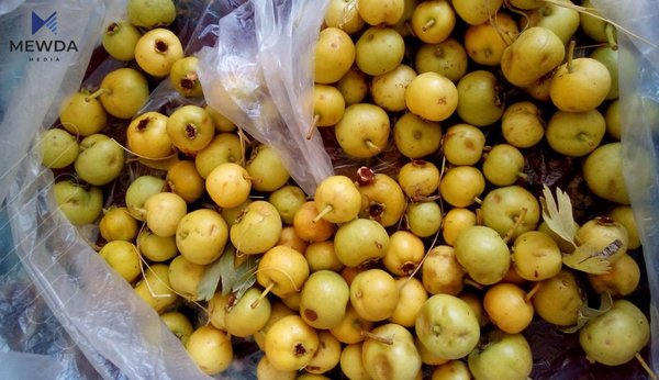 گۆیژ و سوودە سەرسوڕهێنەرەکانی