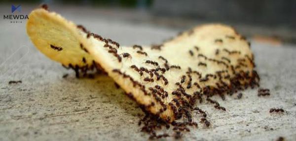 لە ماڵەوە چۆن رزگارمان ببێت لە مێروولە؟