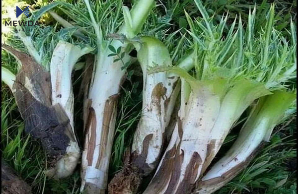 سوودە گرنگەکانی کنگر بۆ تەندروستی