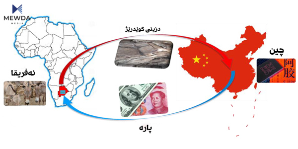چین گوێدرێژەكانی ئەفریقا دەدزێت