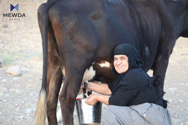 مەودا ستۆری.. ژنێک لە یەکێک له‌ گووندەكانی كوردستان سه‌رقاڵی مانگا دۆشینه‌
