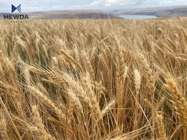 باران بارین زیانى به گهنمى جوتیاران گهیاندووه