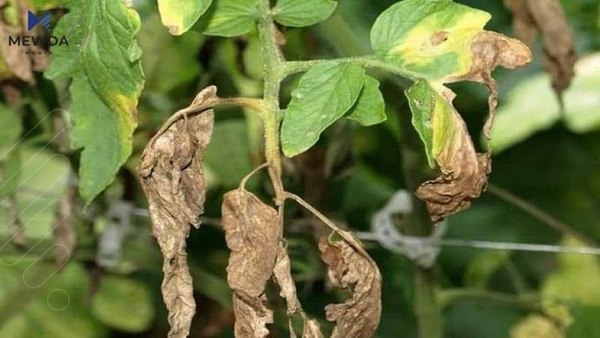 رێنمایی بۆ باخهوان و جوتیاران