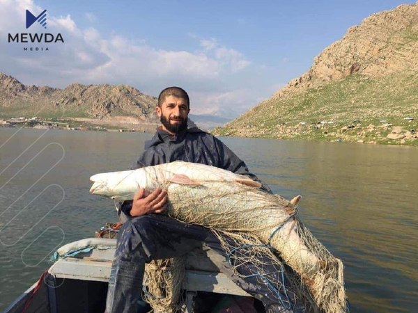 راوه ماسى دهستپێدهكاتهوه