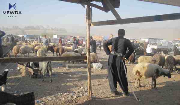 بۆ جهژنى قوربان نرخى زینه قهپان دیاریكرا
