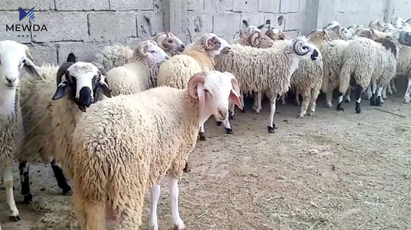 ئەو مەرجانە چین كە پێویستە لە قوربانیكردندا پەیڕەو بكرێت 