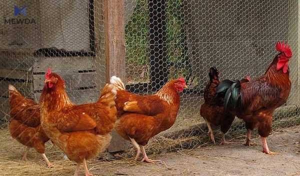 مریشكى سور مهترسیداره و داوادهكرێت هاوڵاتییان نهیخۆن