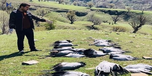 هەورە بروسكە 100 باڵندەی كوشت