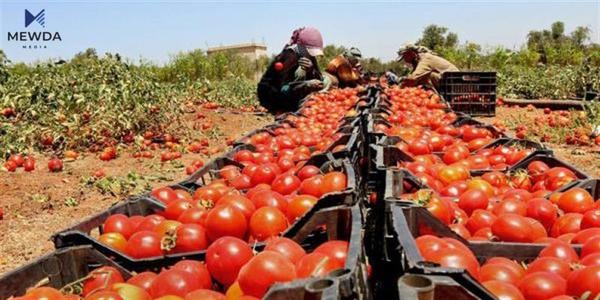 بهرههمى تهماتهى سلێمانى نزیكهى 100 ههزار تهن دهبێت