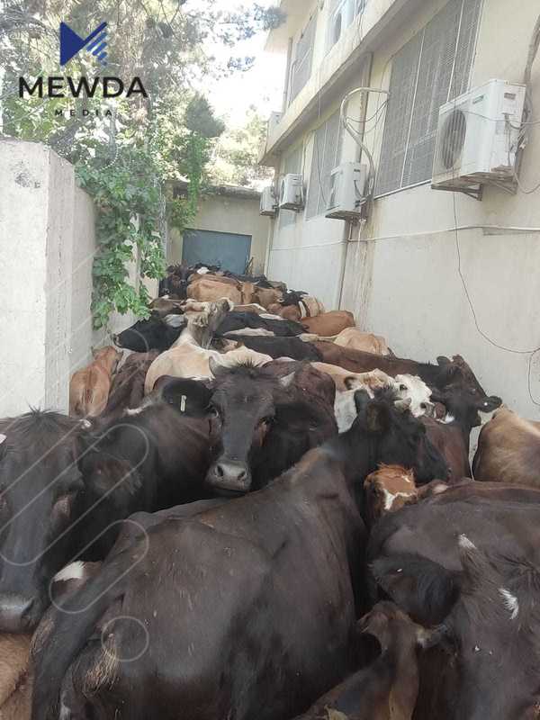 ئاژه‌ڵه‌ ماڵییه‌ به‌ره‌ڵاكان رێگه‌ى له‌ هه‌ڵمه‌تى نه‌مام ناشتنیش گرتووه‌ "كاریگه‌رى له‌سه‌ر رێژه‌ى سه‌وزایی دروستكرووه‌"