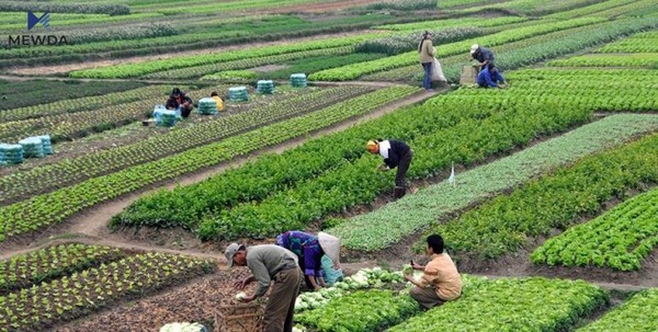 بڕیارێكى وهزارهتى كشتوكاڵ نرخى ئهم خواردنه دهفڕێنێت