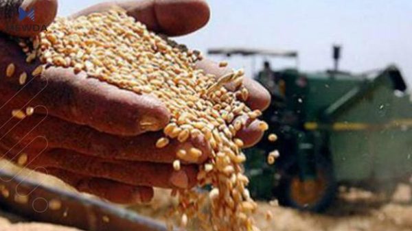 كهمبارانى مهترسیی لهسهر گهنمى جوتیاران دروستكردووه