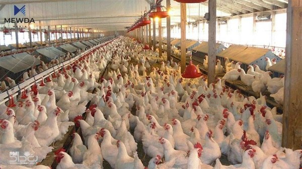 کێڵگەیەکی پەلەوەری سوتا و زیانێکی زۆری بەرکەوت