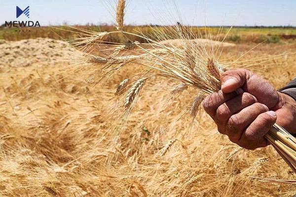 وەرگرتنی گەنمی جوتیاران دەستپێدەكات