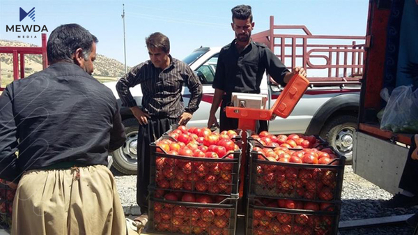 دواى گرانبوونى تهماته ههرزانبوو