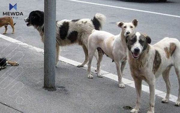 بۆ هەر سەگێک سێ هەزار دینار دیاریکراوە