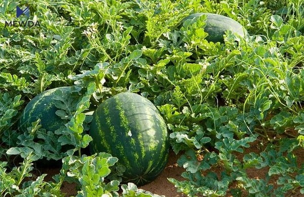 جوتیارێكى نمونهیی: ئهمساڵ بهرههمى شووتى زۆر دهبێت