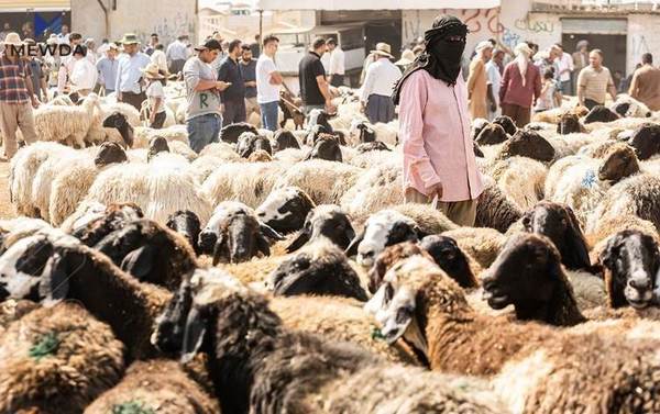 تا ئێستا لە دەرەوەی كوشتارگەكان ئاژەڵ سەردەبڕدرێت