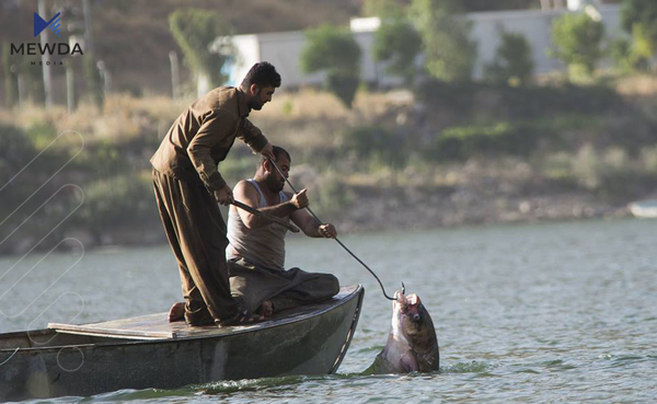 راوه ماسى دهستپێدهكاتهوه
