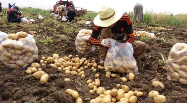 ئه‌مساڵ به‌رهه‌مى په‌تاته‌ به‌ ملیۆن ته‌ن ده‌بێت