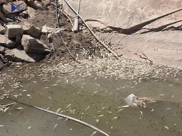 هەزاران پەنجە ماسی رزگارکران