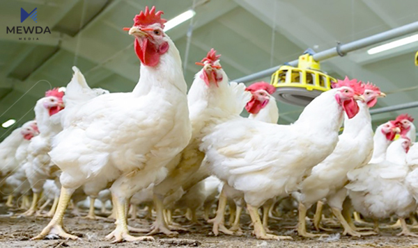 مریشكى زیندوو گرانبوو