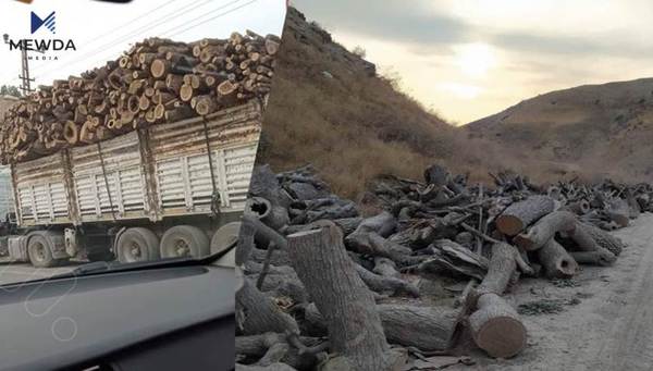 سوپای تورکیا بەردەوامە لە بڕینەوەی دارستانەکان