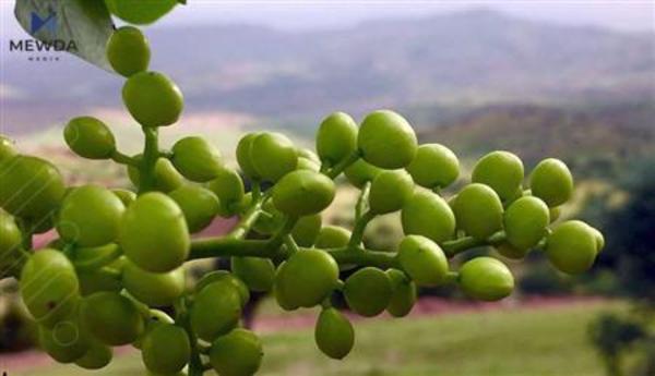 سوودەکانی قەزوان بۆ لەشی مرۆڤ