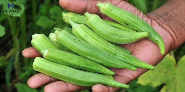 بەخواردنی بامێ ببە خاوەن تەندروستییەکی باش